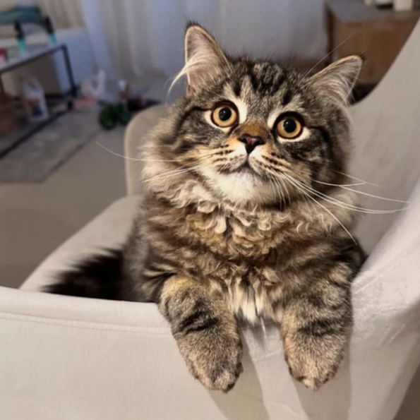 Cat named Ikaika